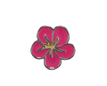 Hibiscus - Pink image 0