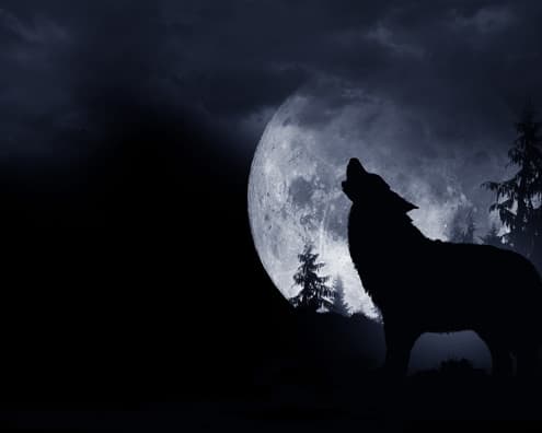 Howling Wolf Full Moon